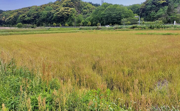 相続土地国庫帰属制度について